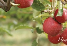 All about apples: Tips for using, picking and storing apple tree