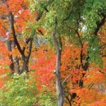 Science behind the changing leaves autumn leaves