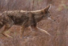 Understanding coyotes and their living habits coyote