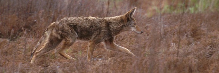 coyote