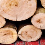 firewood basics