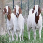 goats in pasture