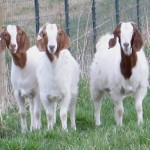 Goats Dickie Bird Farm