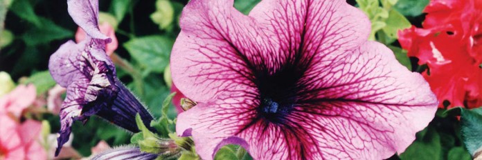 petunias petunias