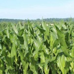 Robot can navigate cornfield, spray fertilizer row of corn