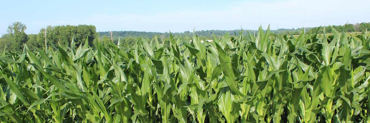 Robot can navigate cornfield, spray fertilizer row of corn
