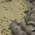 Youngstown farm hops into growing cricket food market