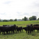 Cattlemen need to be on lookout for fake news Beef cattle grazing