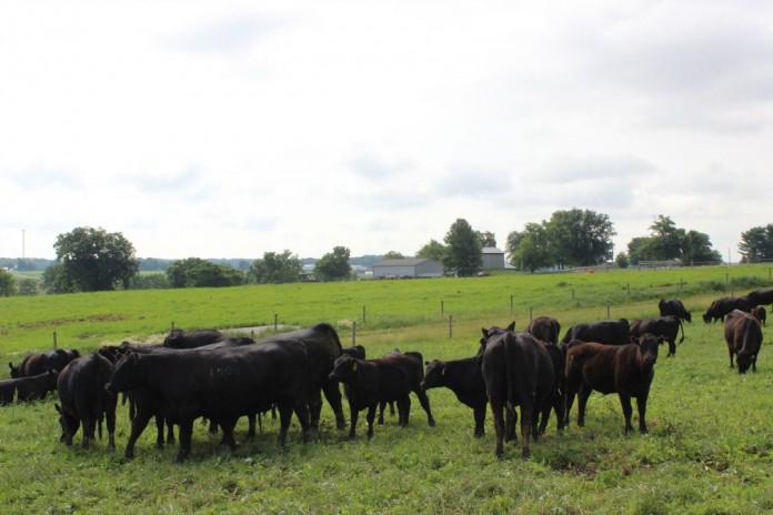 Beef cattle grazing