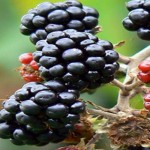 Plant fruit this fall Blackberries