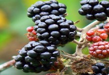 Plant fruit this fall Blackberries