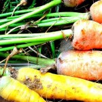 You don’t need a root cellar to store food Carrots