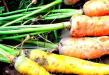 You don’t need a root cellar to store food Carrots