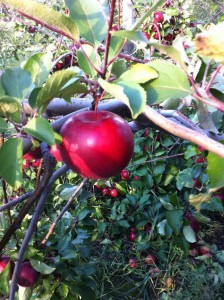 McIntosh apple tree