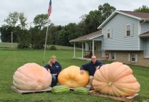Blog: Giant pumpkins are a labor of love for the Moshers