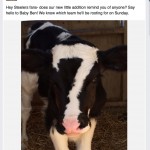 Holstein calf takes sports world by storm