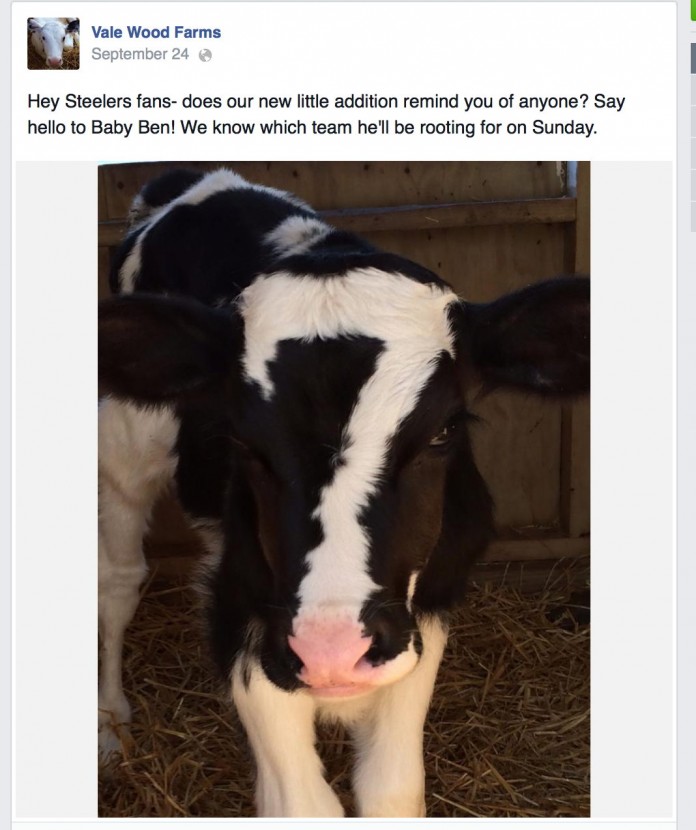calf FB post