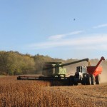 Grain markets bob with knee-jerk report reaction