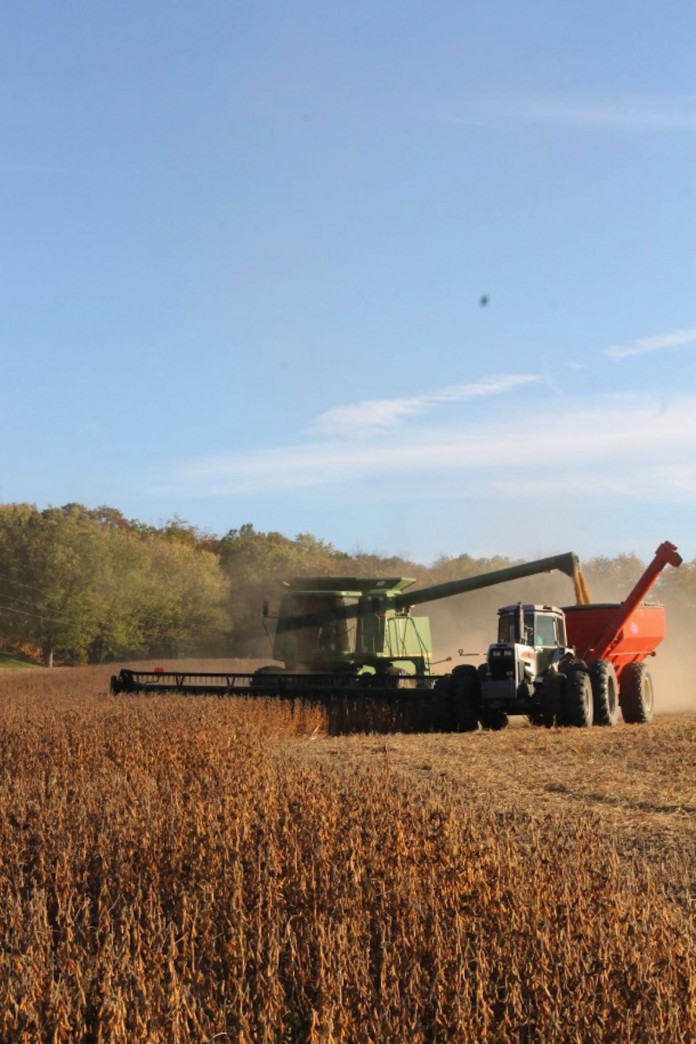 combining soybeans copy