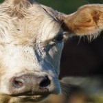 Cow escapes from Idaho butcher shop, leads to police chase cow