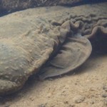 The eastern hellbender, making a slow comeback Eastern hellbender