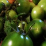 green tomatoes