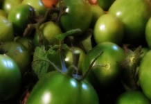 How to ripen green tomatoes indoors green tomatoes
