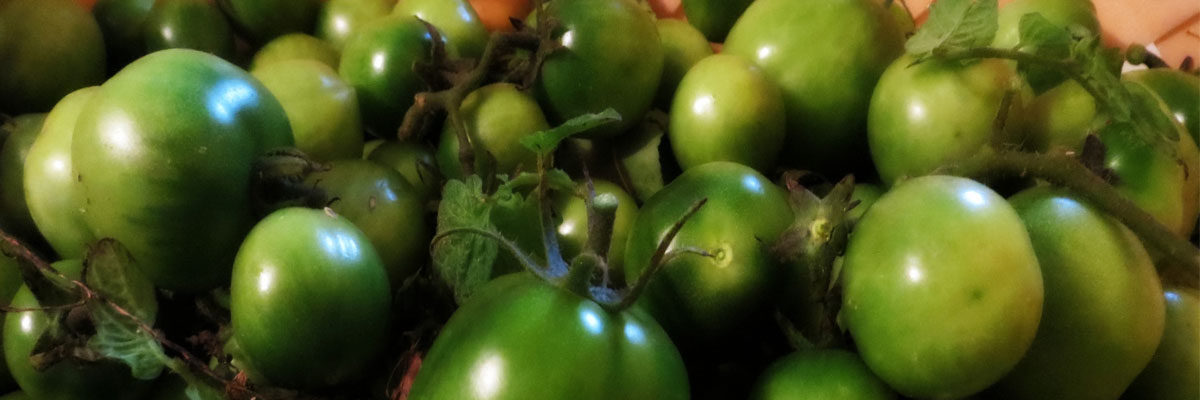 green tomatoes