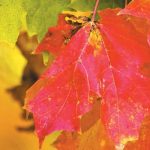 Early fall color could be sign of tree distress fall leaves