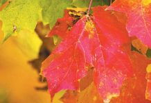 Early fall color could be sign of tree distress fall leaves