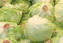 Robot-run lettuce farm in the works in Japan heads of lettuce