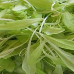 Two superfoods to grow indoors during cool weather microgreens