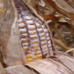 Harvest delays increase odds of yield loss for corn growers moldy corn