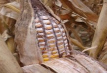 Harvest delays increase odds of yield loss for corn growers moldy corn