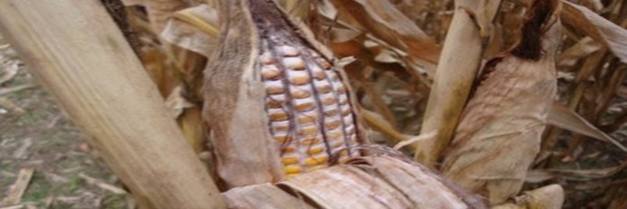 moldy corn moldy corn