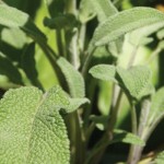 Astronauts take gardening to space plants