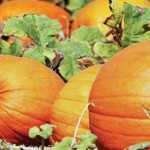 Pumpkin season: Picking, cooking and preserving fall’s favorite fruit pumpkins