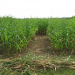 Tackling a Midwest corn maze Gearhard corn maze