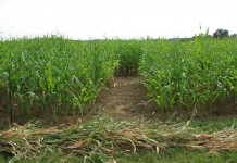 Tackling a Midwest corn maze Gearhard corn maze