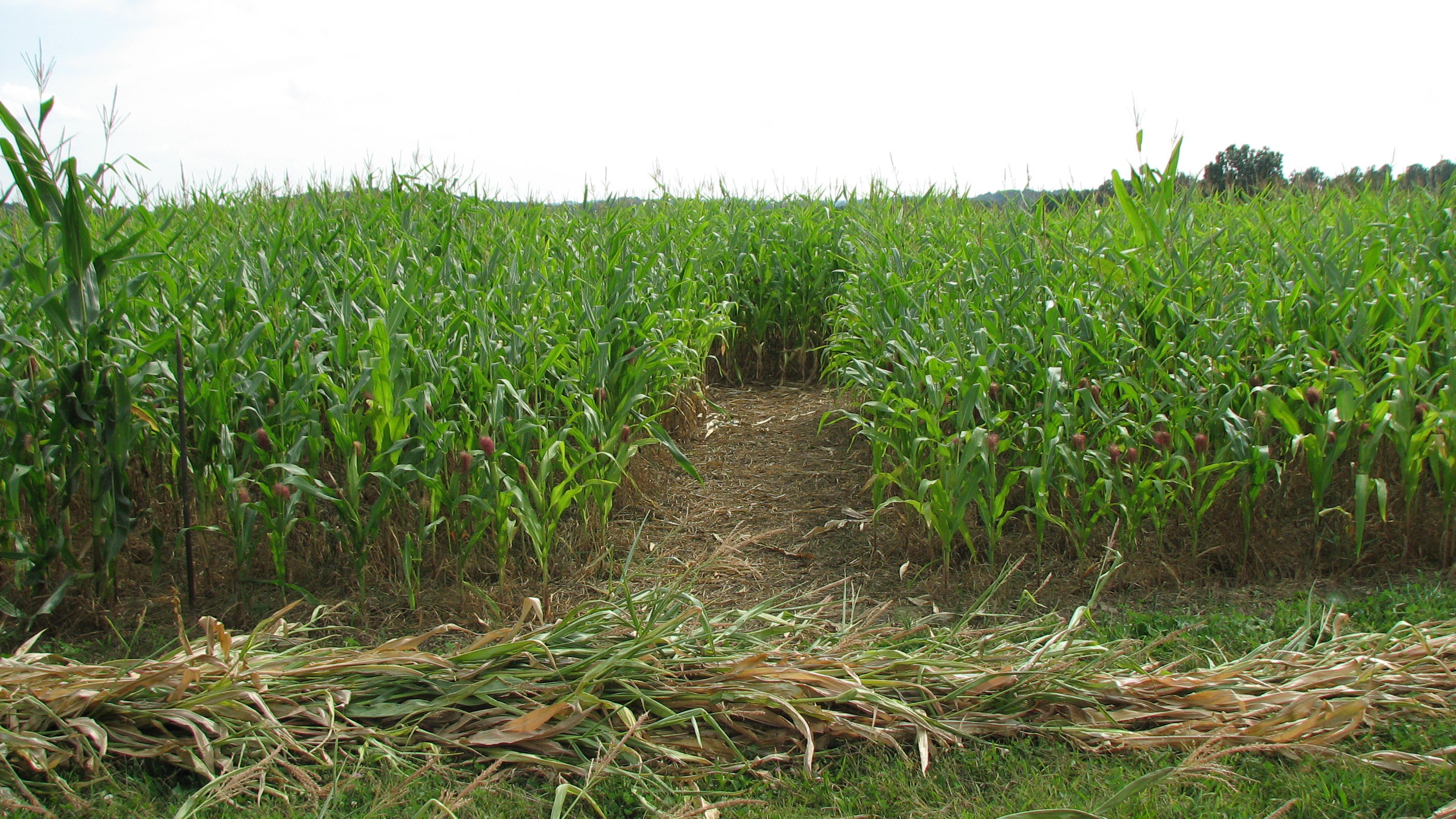 Gearhard corn maze