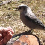 Hunting trips can supply a wealth of wild critters Camp jay