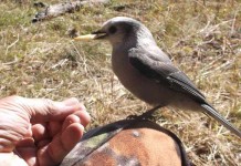 Hunting trips can supply a wealth of wild critters Camp jay