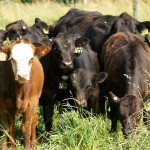 Record cattle prices, again and again
