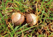 Acorn poisoning is a threat to cattle and sheep herds