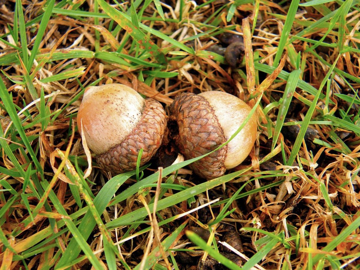 Acorn poisoning is a threat to cattle and sheep herds