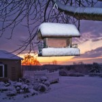 Hey, birders: It’s time for Project Feeder Watch bird feeder