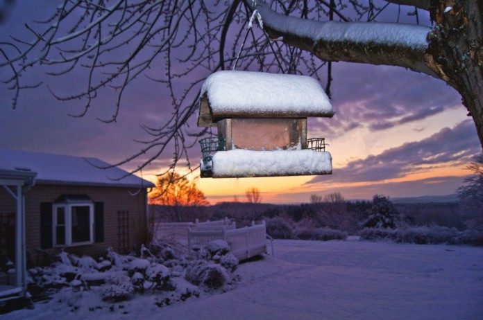 bird feeder bird feeder