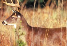 Antlered does give hunters an unusual surprise Buck