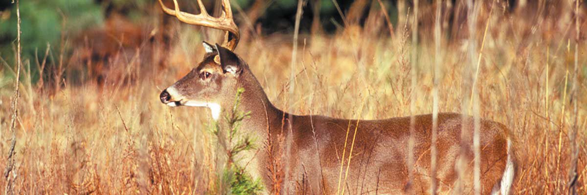 Hunting safety tips for beginners and experts Buck