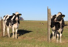 Panel on climate-smart solutions for dairy on tap Sept. 13 cows